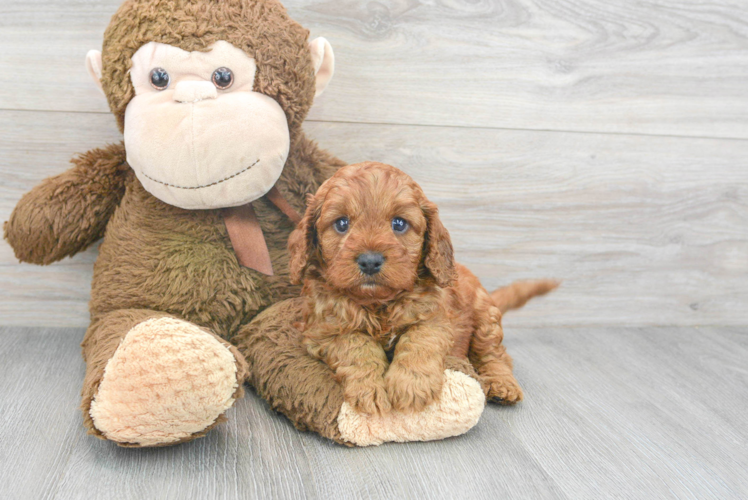 Cavapoo Pup Being Cute