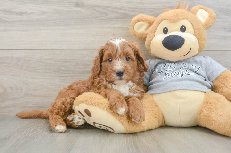 6 week old Cavapoo Puppy For Sale - Puppy Love PR