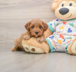 7 week old Cavapoo Puppy For Sale - Puppy Love PR
