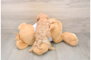 Petite Cavapoo Poodle Mix Pup