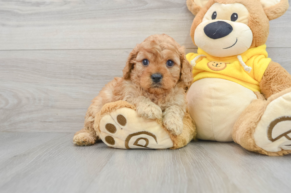 6 week old Cavapoo Puppy For Sale - Puppy Love PR