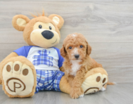 8 week old Cavapoo Puppy For Sale - Puppy Love PR