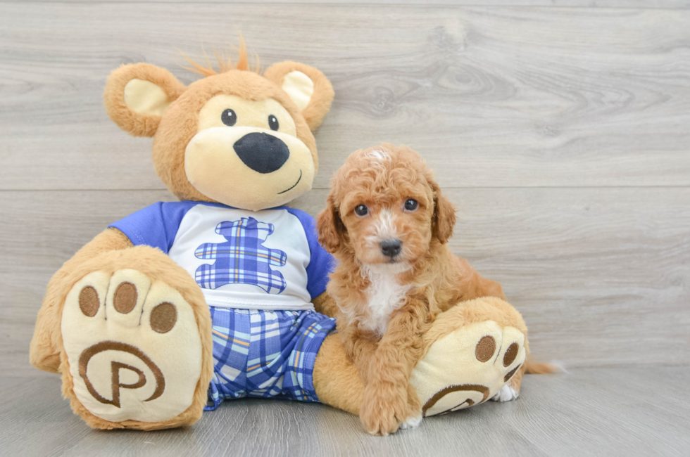 7 week old Cavapoo Puppy For Sale - Puppy Love PR