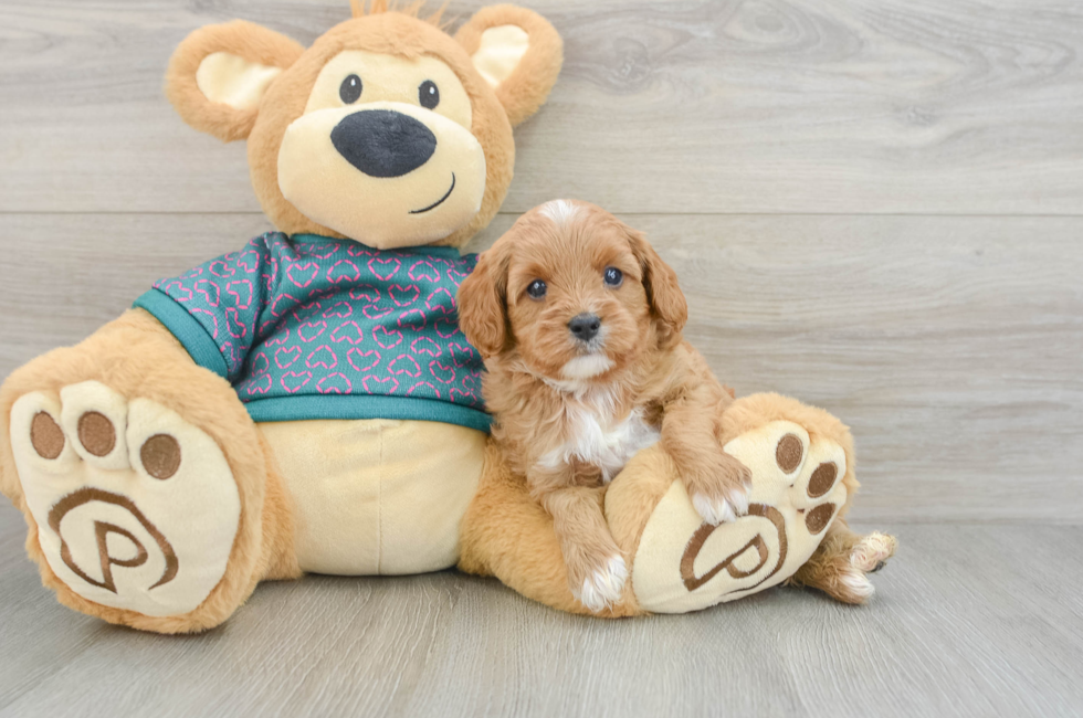 8 week old Cavapoo Puppy For Sale - Puppy Love PR