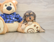 9 week old Cavapoo Puppy For Sale - Puppy Love PR