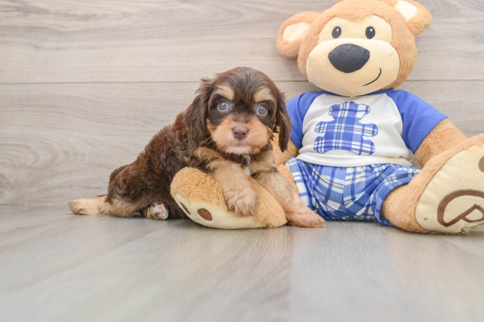 Adorable Cavalier King Charles Spaniel and Poodle Mix Poodle Mix Puppy
