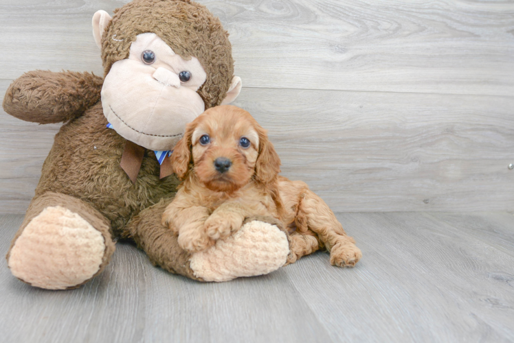 Cavapoo Pup Being Cute