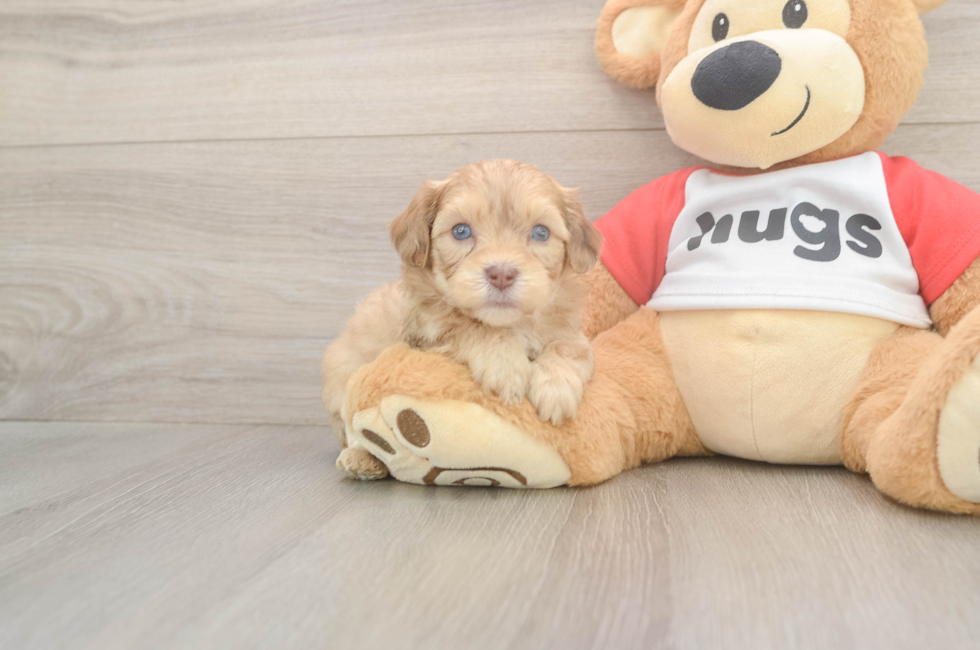 5 week old Cavapoo Puppy For Sale - Puppy Love PR