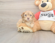 7 week old Cavapoo Puppy For Sale - Puppy Love PR 7 week old Cavapoo Puppy For Sale - Puppy Love PR