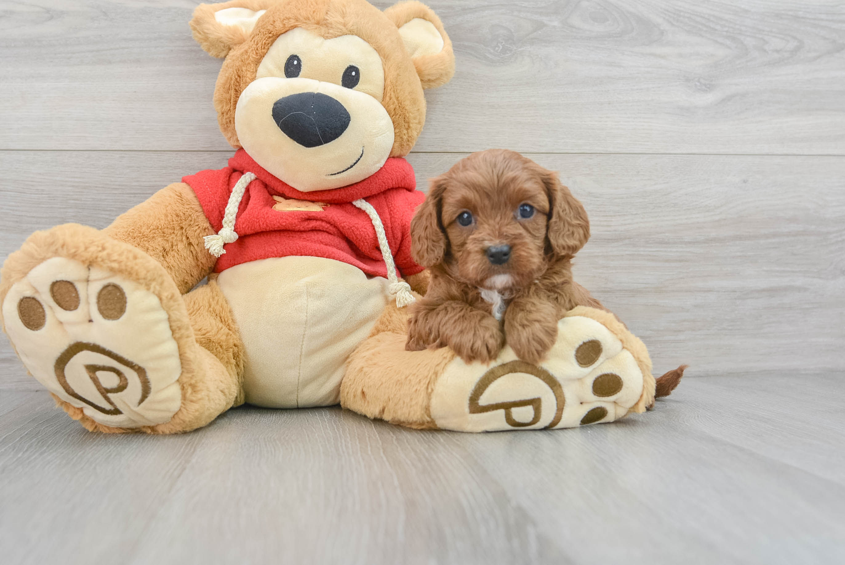 Cavapoo Pup Being Cute