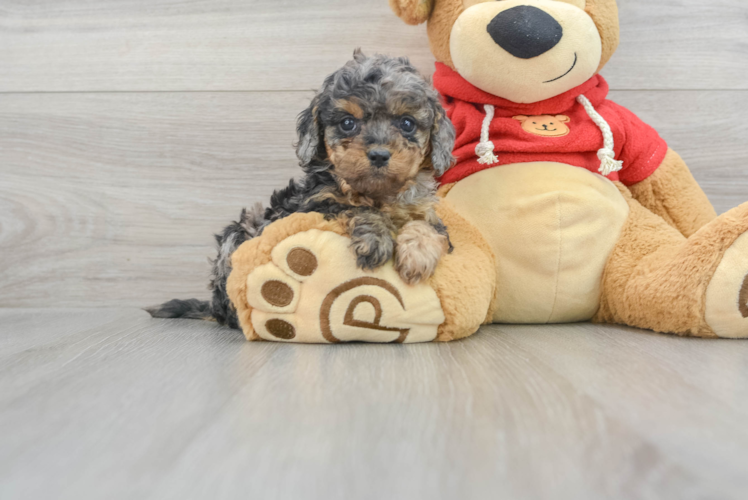 Meet Brinkley - our Cavapoo Puppy Photo 1/3 - Puppy Love PR Popular Cavapoo Poodle Mix Pup