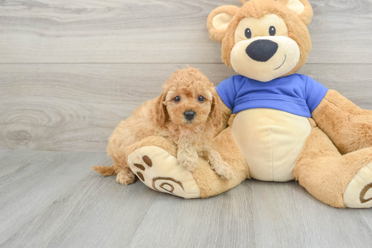 Meet Brinkley - our Cavapoo Puppy Photo 1/3 - Puppy Love PR Cavapoo Puppy for Adoption