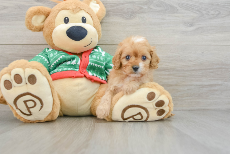 Cavapoo Pup Being Cute