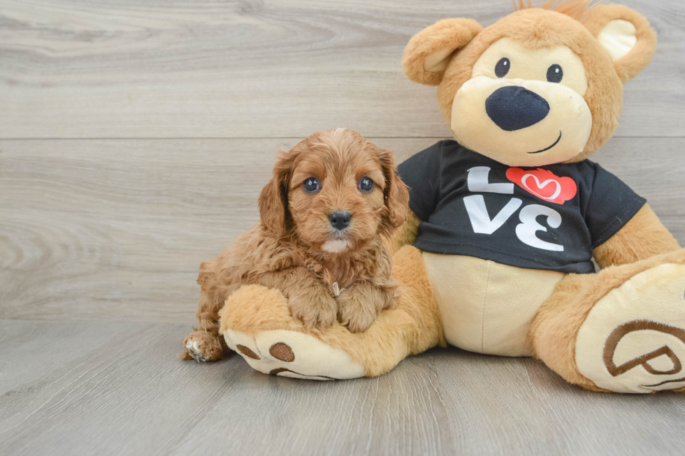 Smart Cavapoo Poodle Mix Pup