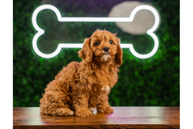 Cute Cavapoo Baby