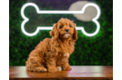 Cute Cavapoo Baby