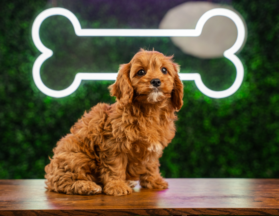 Cute Cavapoo Baby