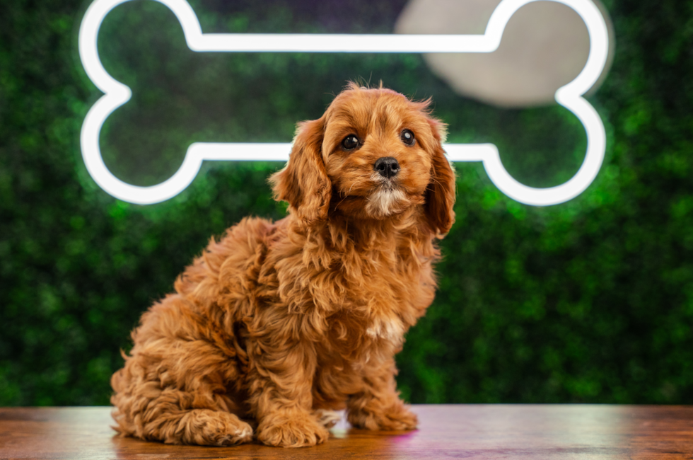 9 week old Cavapoo Puppy For Sale - Puppy Love PR