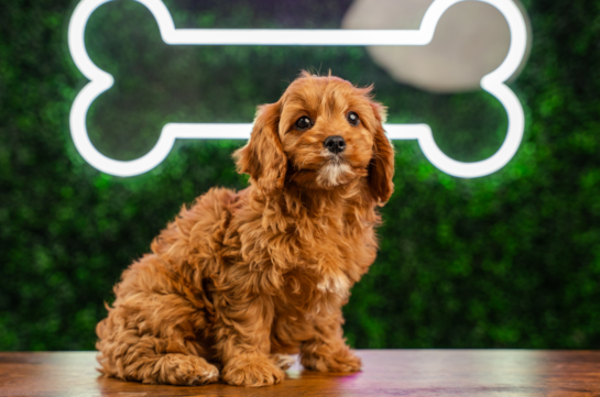 Cute Cavapoo Baby