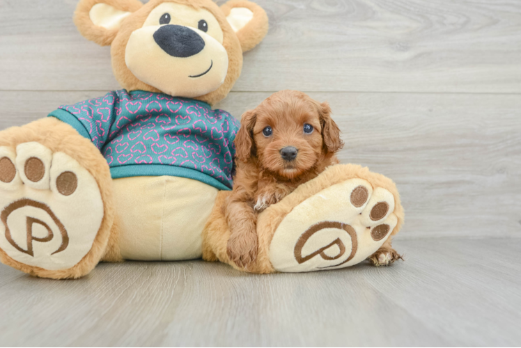 Friendly Cavapoo Baby