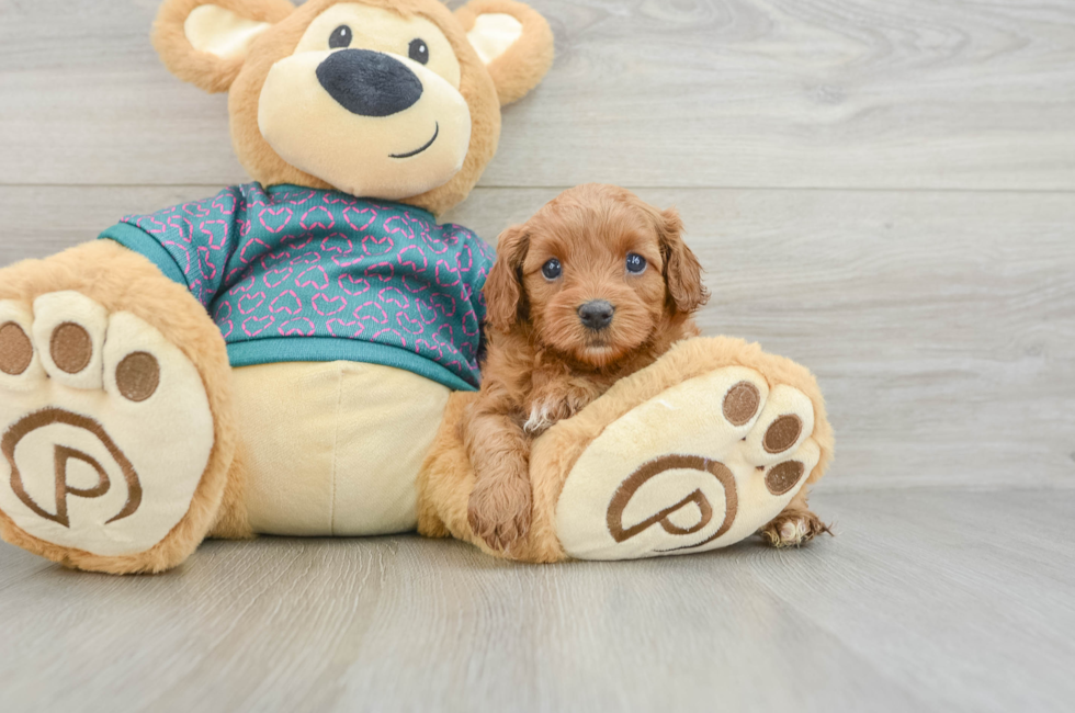 6 week old Cavapoo Puppy For Sale - Puppy Love PR