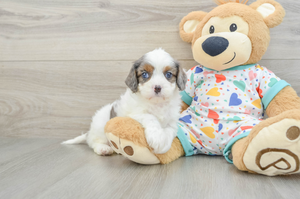 6 week old Cavapoo Puppy For Sale - Puppy Love PR