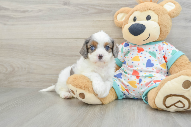 Meet Brinkley - our Cavapoo Puppy Photo 1/3 - Puppy Love PR Best Cavapoo Baby