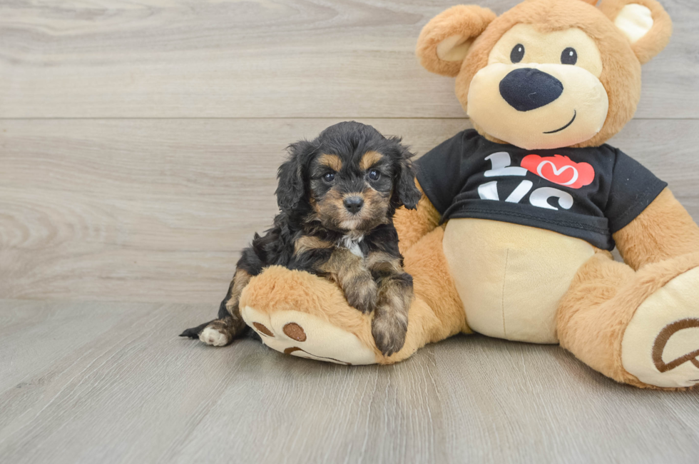 7 week old Cavapoo Puppy For Sale - Puppy Love PR