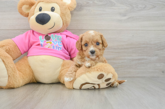 Cavapoo Pup Being Cute