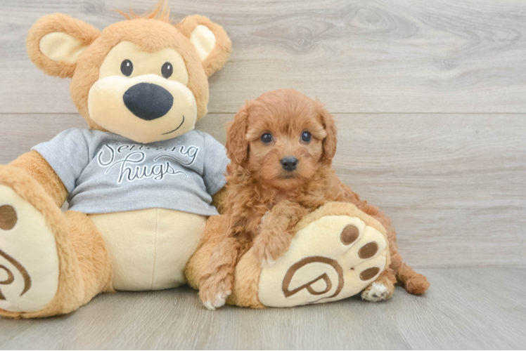 Sweet Cavapoo Baby
