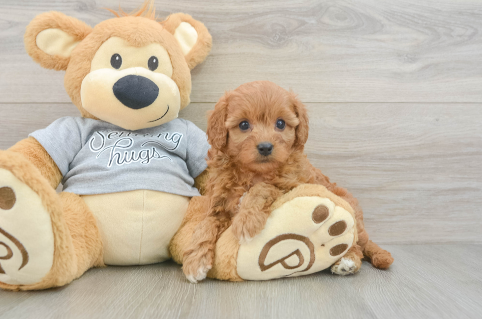6 week old Cavapoo Puppy For Sale - Puppy Love PR