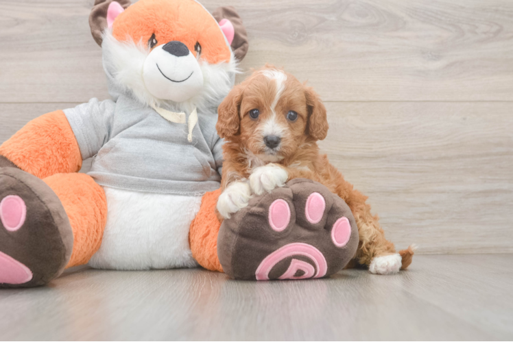Cute Cavapoo Baby