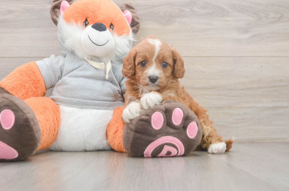 5 week old Cavapoo Puppy For Sale - Puppy Love PR