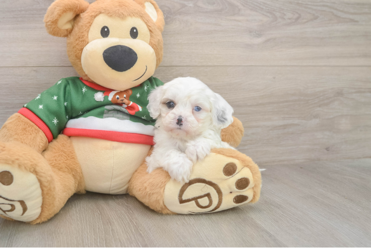 Cavapoo Puppy for Adoption