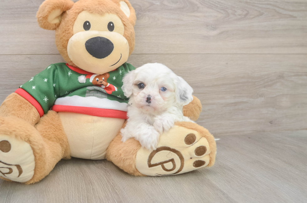 5 week old Cavapoo Puppy For Sale - Puppy Love PR