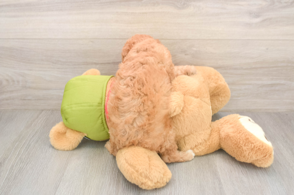 Cavapoo Pup Being Cute