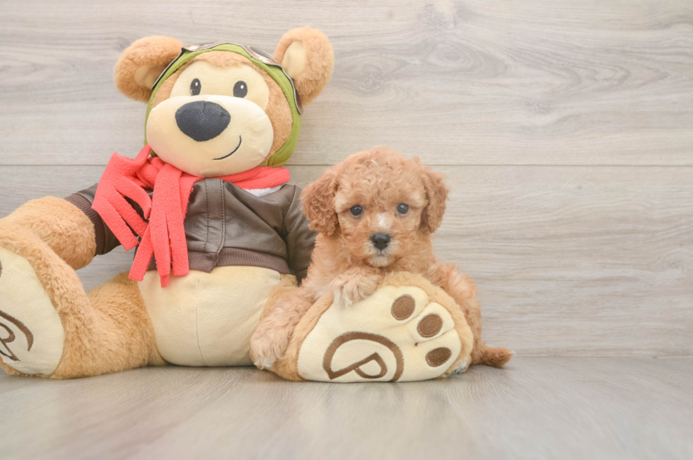 6 week old Cavapoo Puppy For Sale - Puppy Love PR