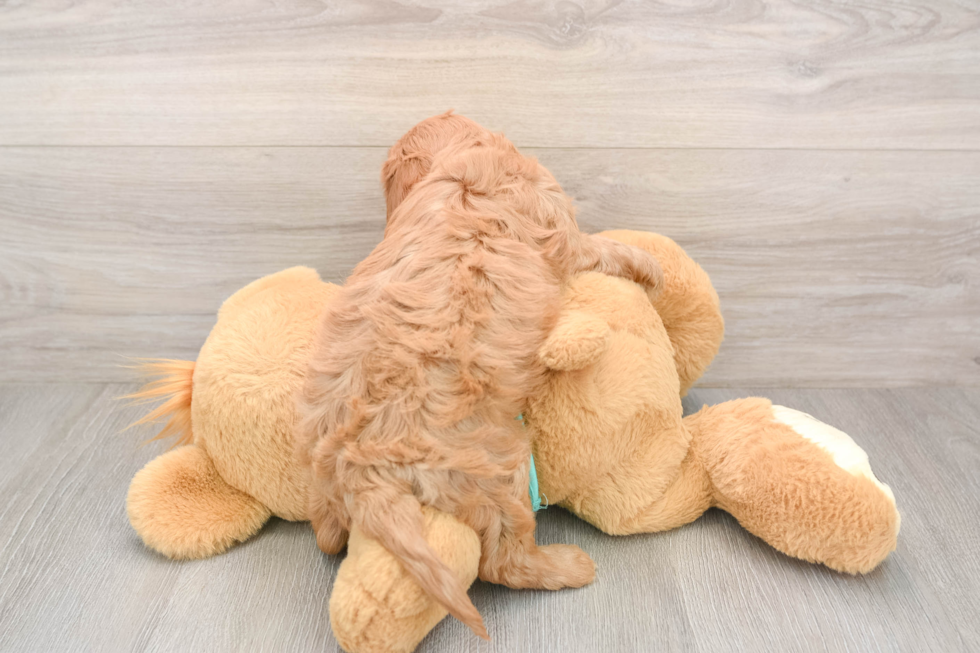 Cavapoo Pup Being Cute