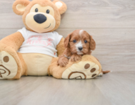 8 week old Cavapoo Puppy For Sale - Puppy Love PR