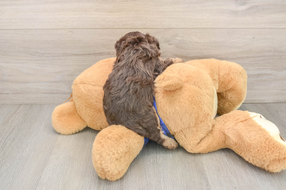 Cavapoo Puppy for Adoption