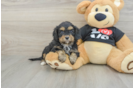 Popular Cavapoo Poodle Mix Pup