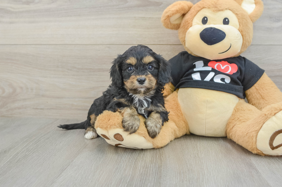 7 week old Cavapoo Puppy For Sale - Puppy Love PR