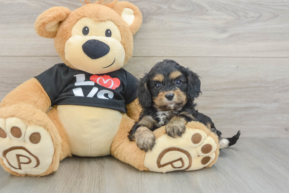 Sweet Cavapoo Baby