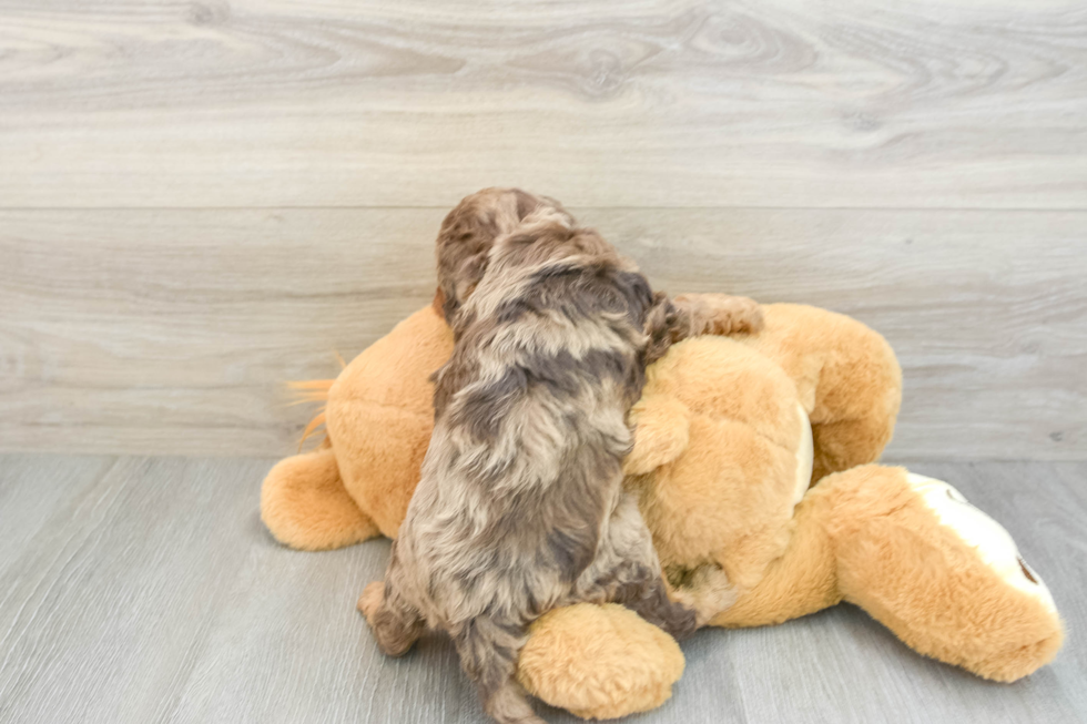 Cavapoo Pup Being Cute