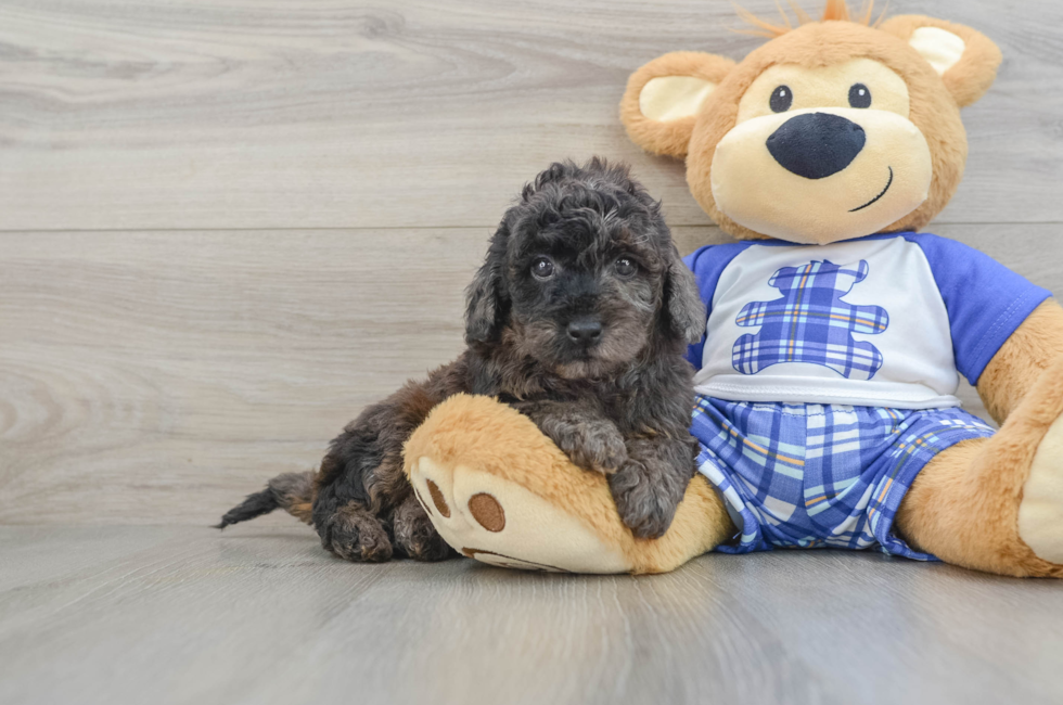 7 week old Cavapoo Puppy For Sale - Puppy Love PR