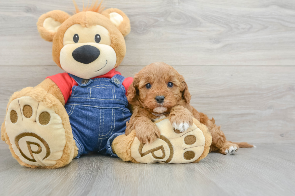 6 week old Cavapoo Puppy For Sale - Puppy Love PR