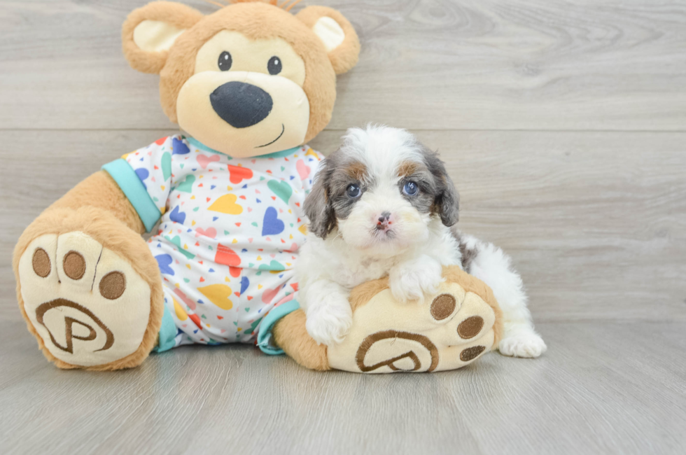 6 week old Cavapoo Puppy For Sale - Puppy Love PR