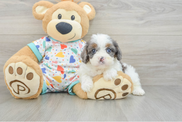 Meet Bumble - our Cavapoo Puppy Photo 1/3 - Puppy Love PR Friendly Cavapoo Baby