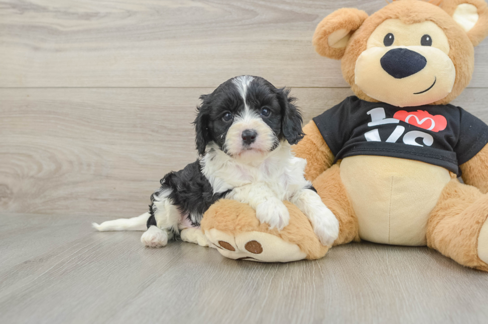 7 week old Cavapoo Puppy For Sale - Puppy Love PR