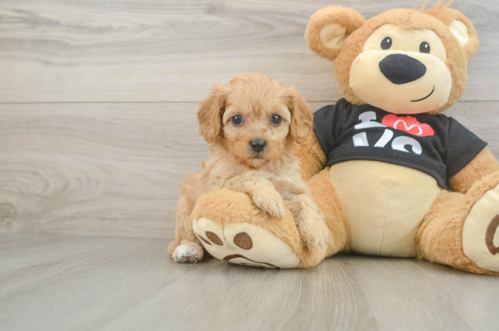 7 week old Cavapoo Puppy For Sale - Puppy Love PR